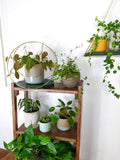 The Everly - Modern Centerpiece