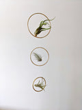 The Arie - Air Plant Hanger