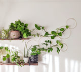 Large Indoor Plant Wall Trellis-The Rose