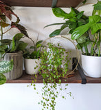 The Everly - Modern Centerpiece