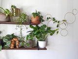 Large Indoor Plant Wall Trellis-The Rose