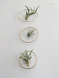The Arie - Air Plant Hanger