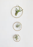 The Arie - Air Plant Hanger