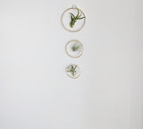 The Arie - Air Plant Hanger