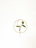 Gold Hanging Vase/ Propagation Station