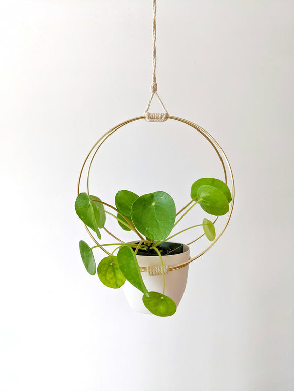 Gold colored metal hoops plant hanger hanging with a Chinese Money plant in it 