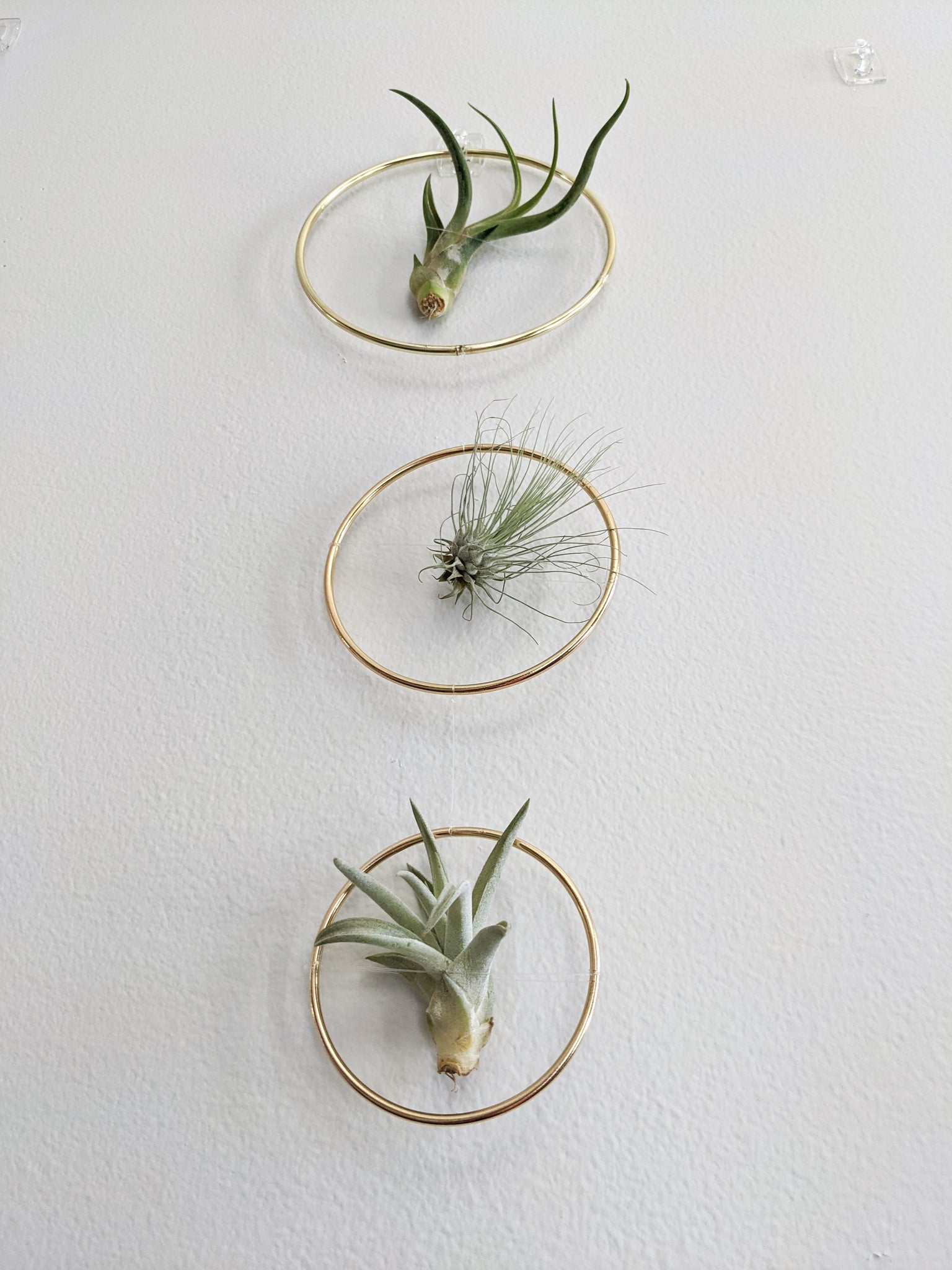 wire air plant hanger The Arie